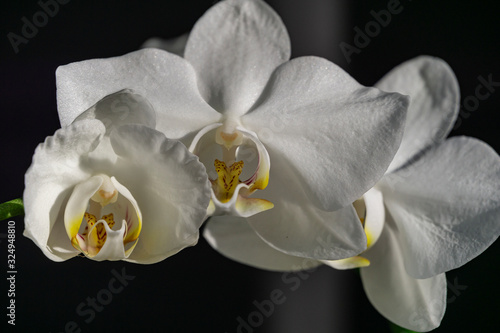 Luxurious branch of white orchid flower Phalaenopsis, known as Moth Orchid or Phal on black background. Rays of sun fall on orchid. Magical idea for any design.