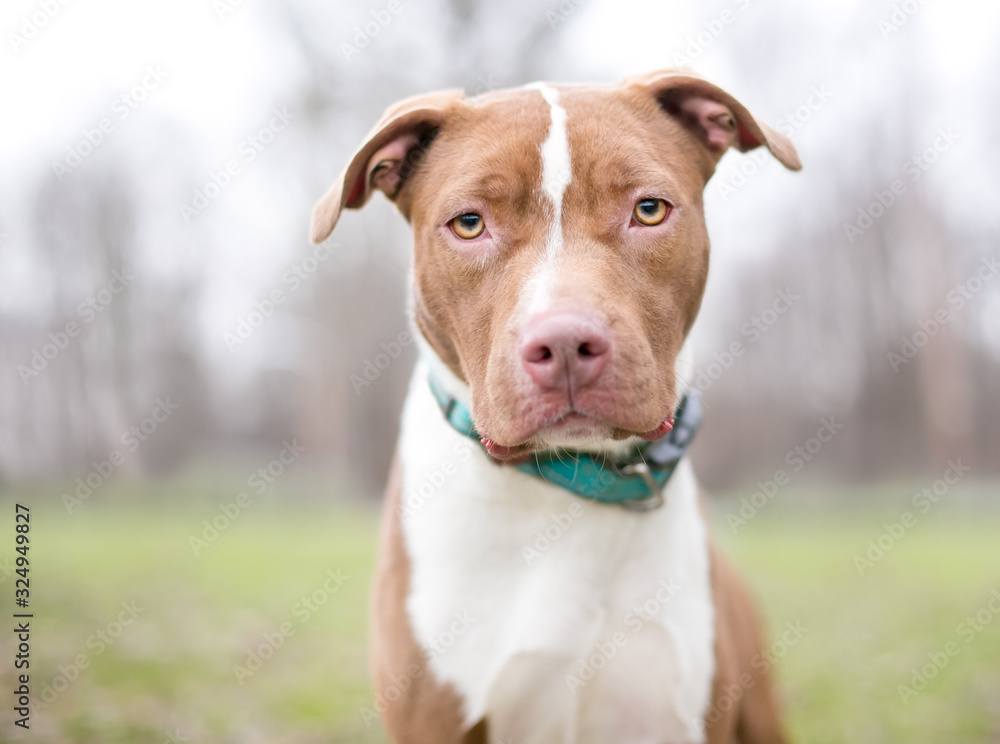 A red and white Pit Bull Terrier mixed breed dog outdoors