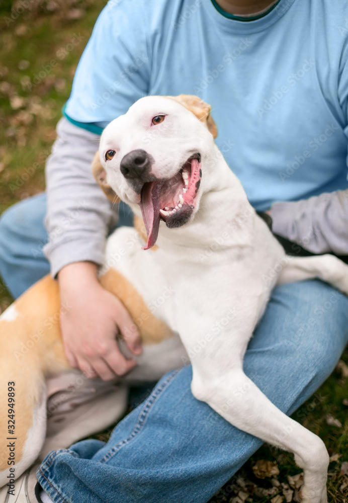 A happy Pit Bull Terrier mixed breed dog sitting in a person's lap