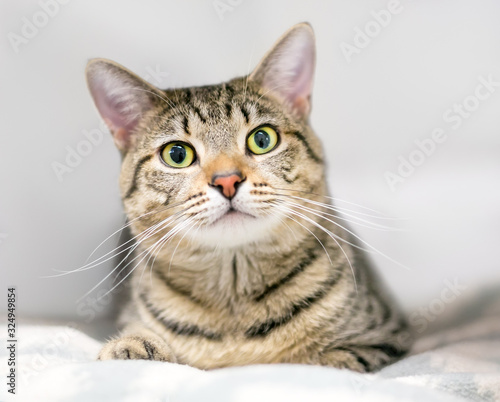 A brown tabby domestic shorthair cat resting on a blanket