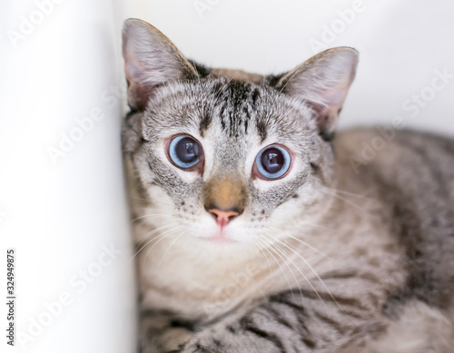 A slightly cross-eyed domestic shorthair cat with a nervous expression and dilated pupils