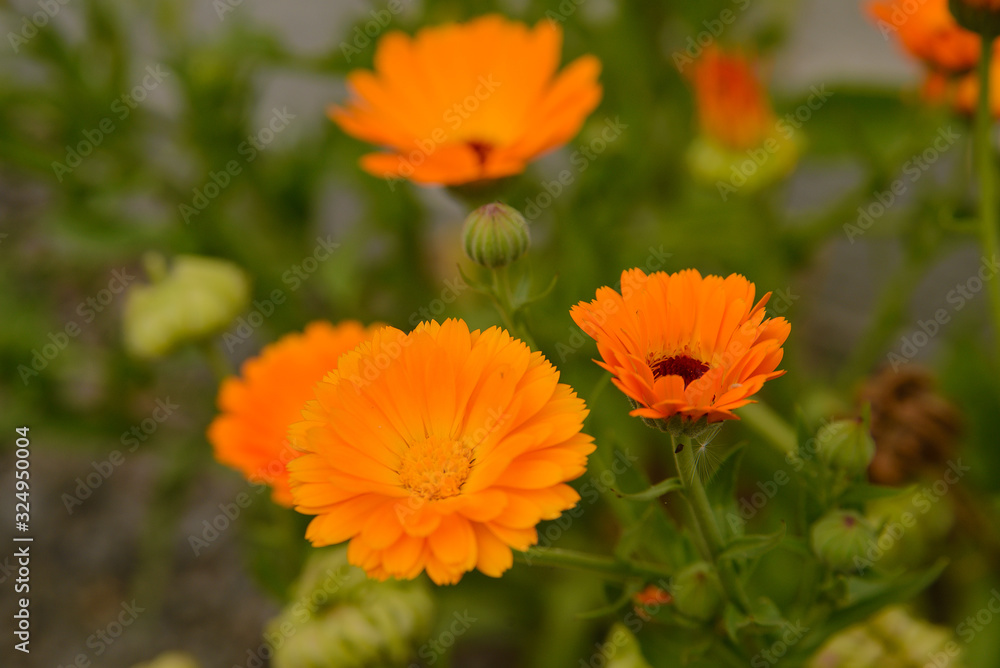 Calendula flowers and seeds grew on the road Calendula flowers and seeds grew on the road
