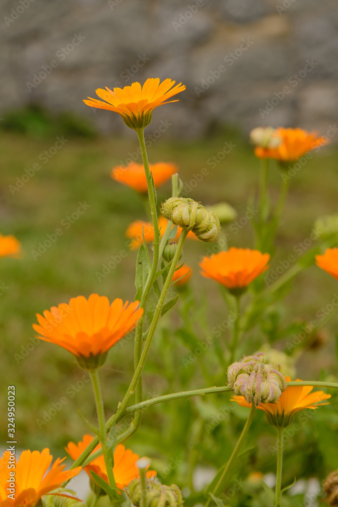 Calendula flowers and seeds grew on the road Calendula flowers and seeds grew on the road