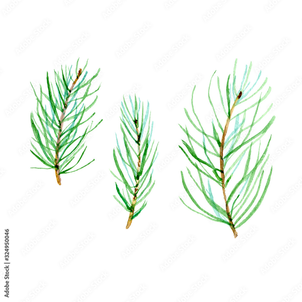 Set watercolor spruce branch. Simple illustration of green pine branches isolated on white background.