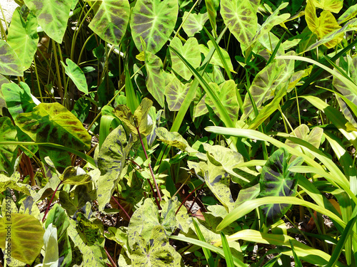 Elephant Ear Taro Tropical Foliage Plants. Colocasia esculenta illustris, also known as Imperial Taro, and mojito Elephant Ear plants display their dramatic foliage in a garden in northern Florida.