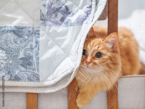 Cute ginger cat is hiding in a crib behind a blue and white decorative patchwork blanket. Fluffy pet in cozy home.