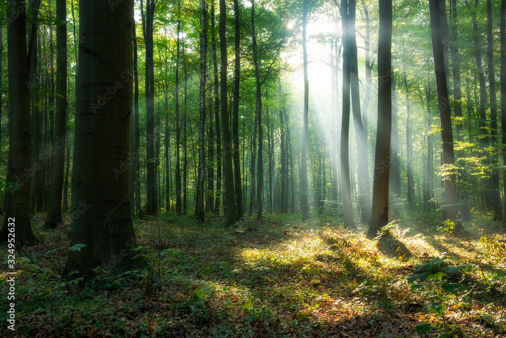 Beautiful sunrise in green forest