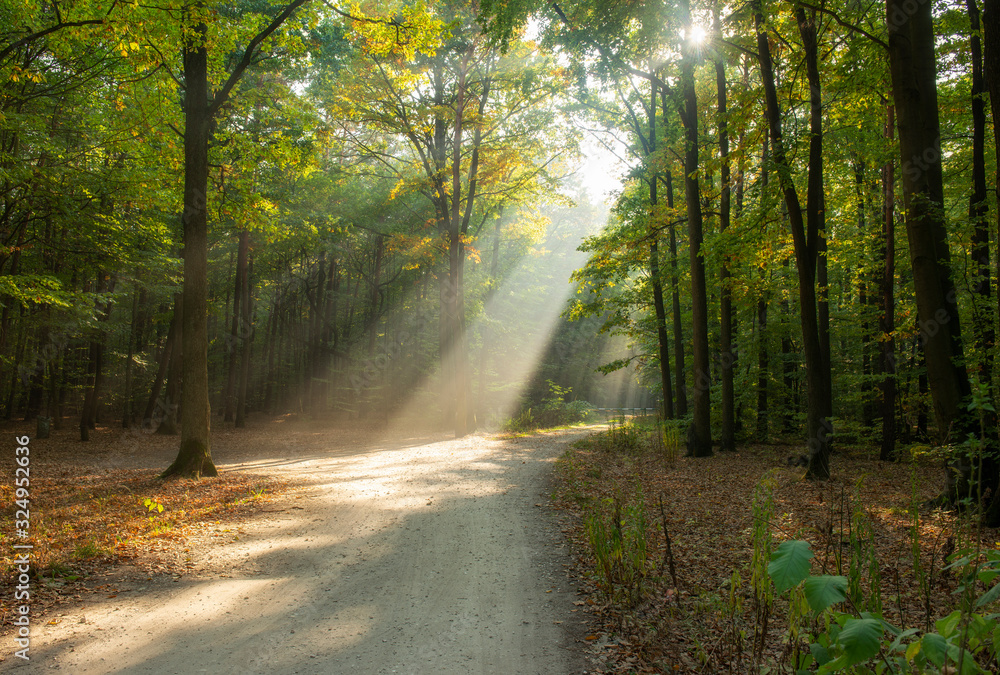 Naklejka premium Beautiful sunrise in green forest