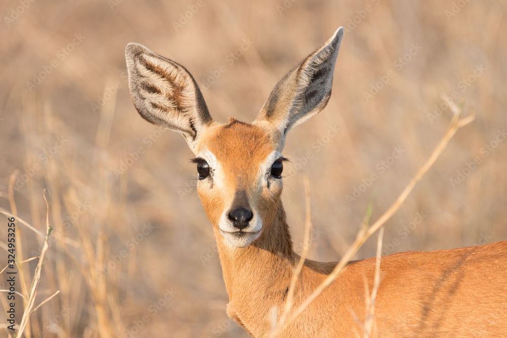 a female steenbok portrait