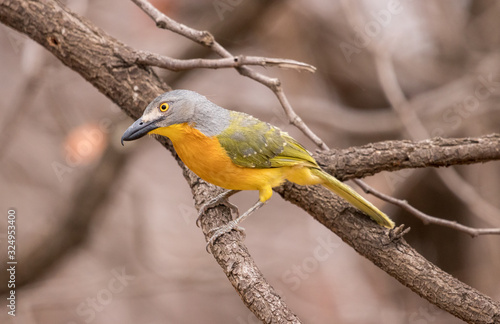 Grey headed bushshrike