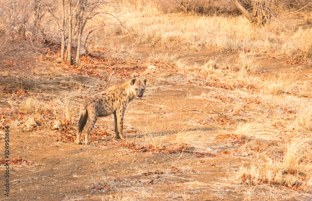 Obraz premium hyena
