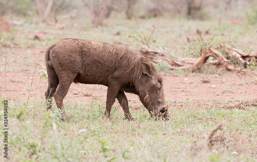 A pumba A pumba