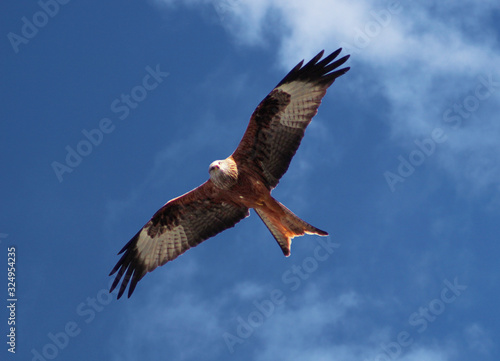 Red Kites of Wales  UK