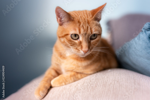 primer plano de gato atigrado acostado sobre una sofa