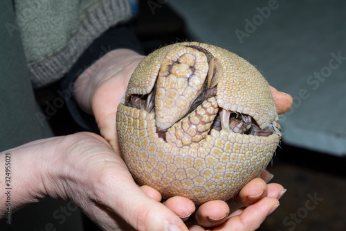 Young southern three-banded armadillo in hand of a zookeeper photo