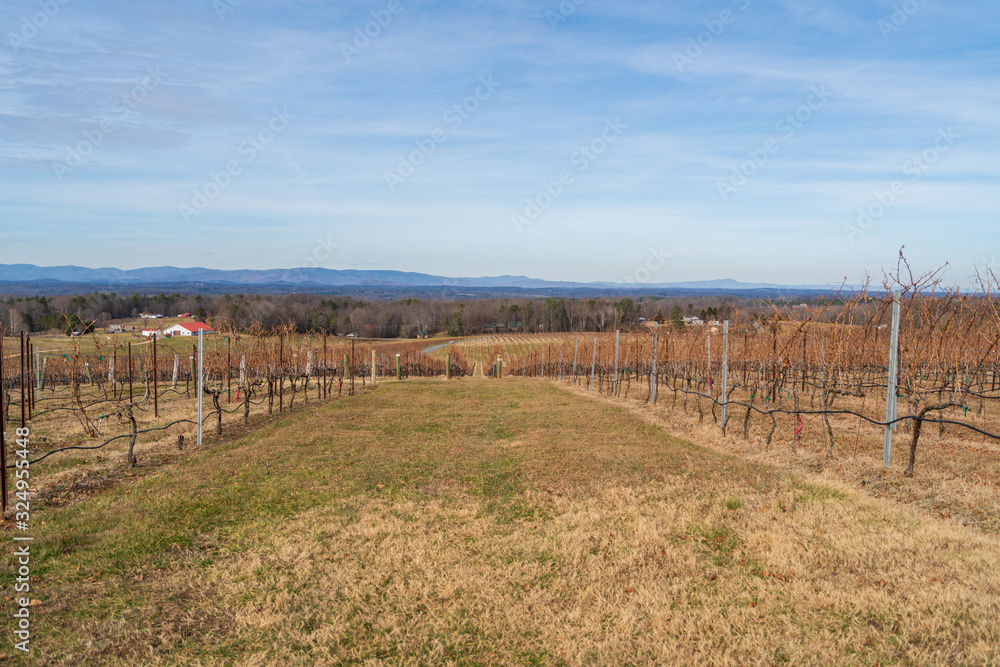 Winter pruned vineyard wide angle shot 