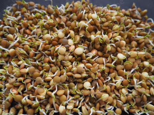 Lentil sprouts with a few days os grrowing photo