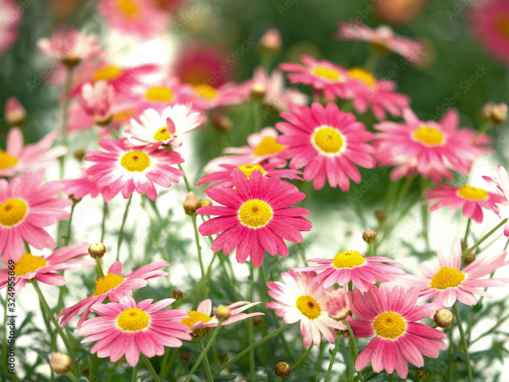 Obraz premium マーガレットの花