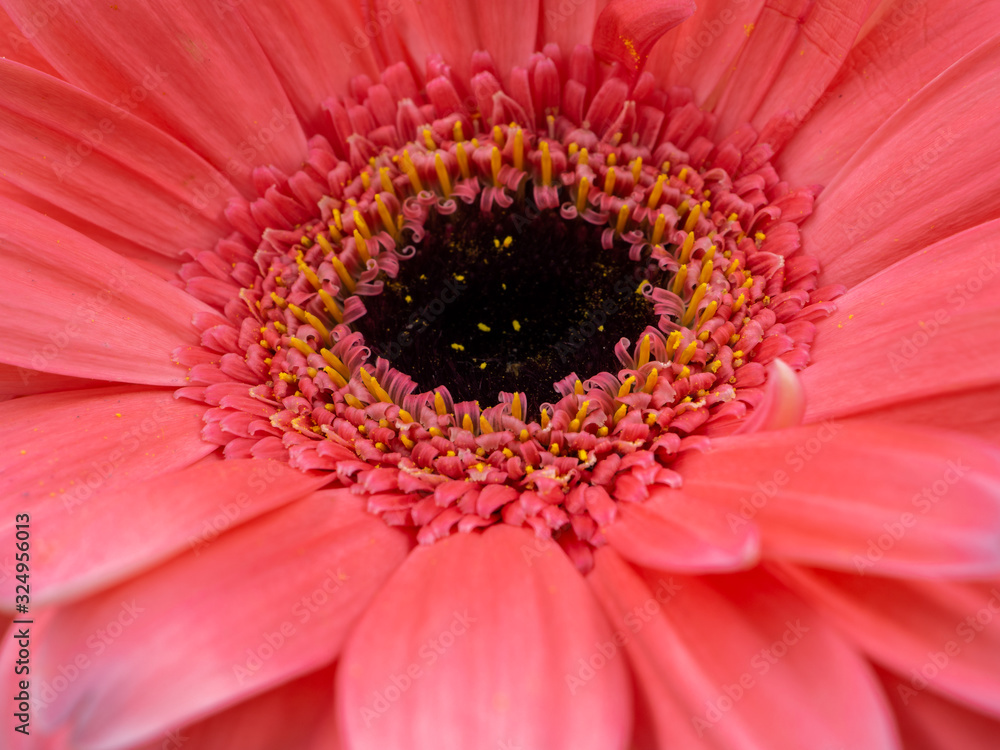 beautiful pink gerbera daisy flower isolated close up beautiful pink gerbera daisy flower isolated close up