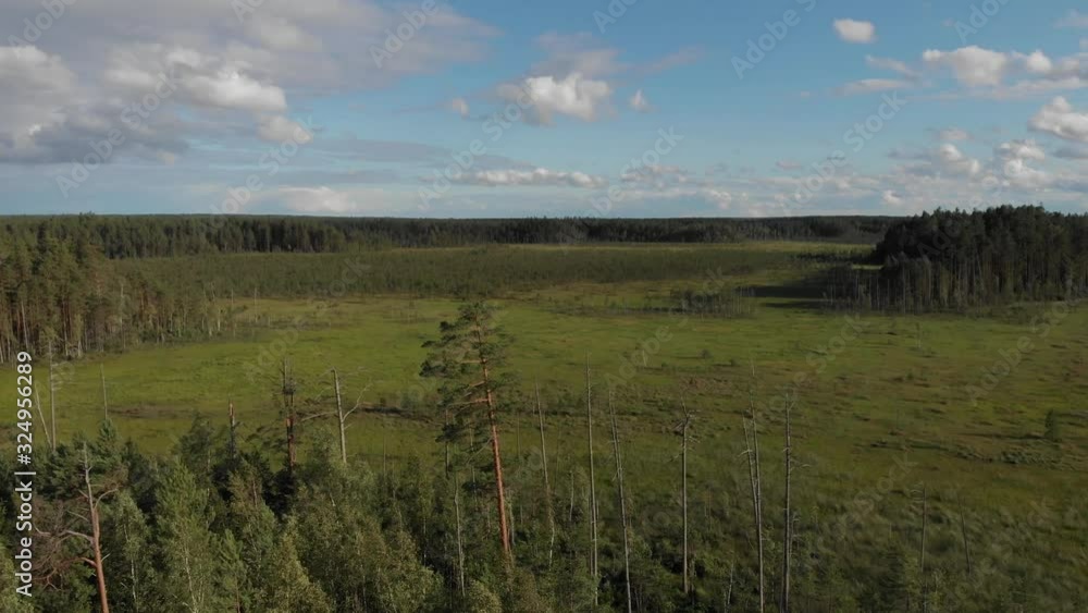 Aerial flight over pine tree tops on marsh bog unearthly otherworld landscape Aerial flight over pine tree tops on marsh bog unearthly otherworld landscape
