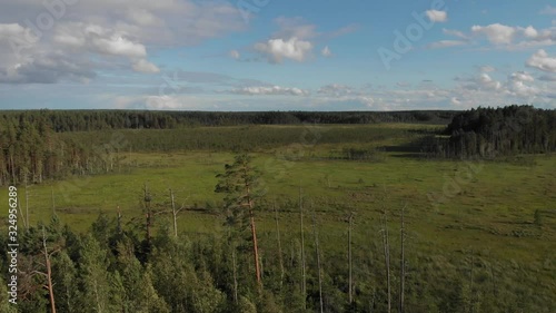 Wallpaper Mural Aerial flight over pine tree tops on marsh bog unearthly otherworld landscape Torontodigital.ca