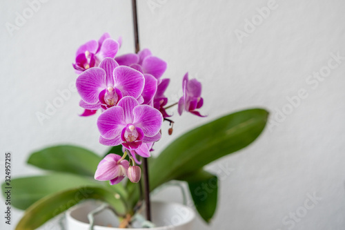 Orchideen