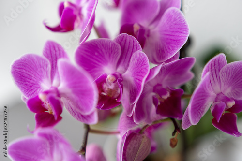 Knabenkr  uter - Orchideen
