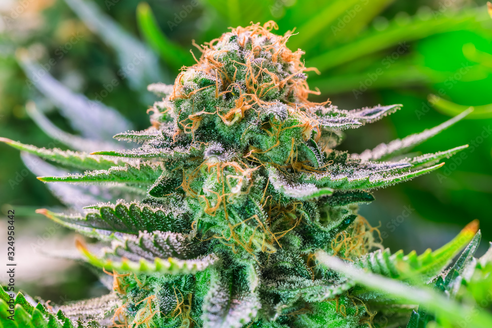 HDR close up shot of a cannabis plant blossom HDR close up shot of a cannabis plant blossom