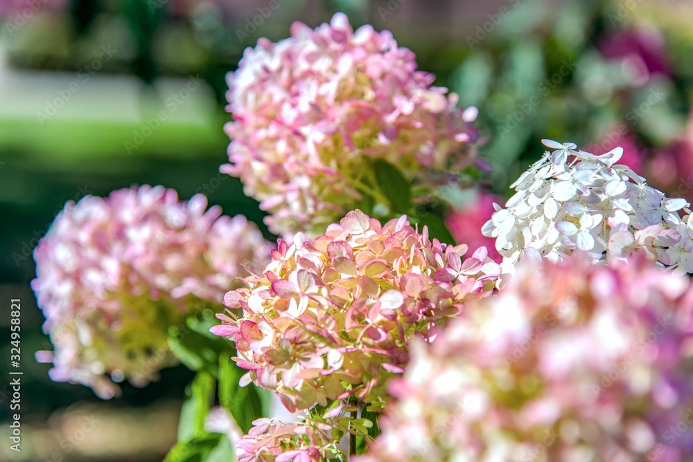 Flowers on the street , Hydrangea . Flower background summer or spring . Flowers on the street , Hydrangea . Flower background summer or spring .