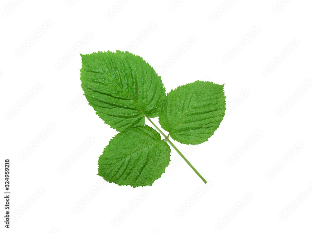 green leaf isolated on white background with clipping path. This is raspberry leaves green leaf isolated on white background with clipping path. This is raspberry leaves