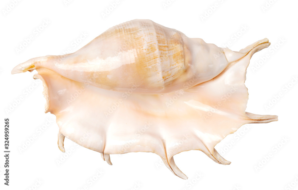 Perfect seashell isolated on white Perfect seashell isolated on white