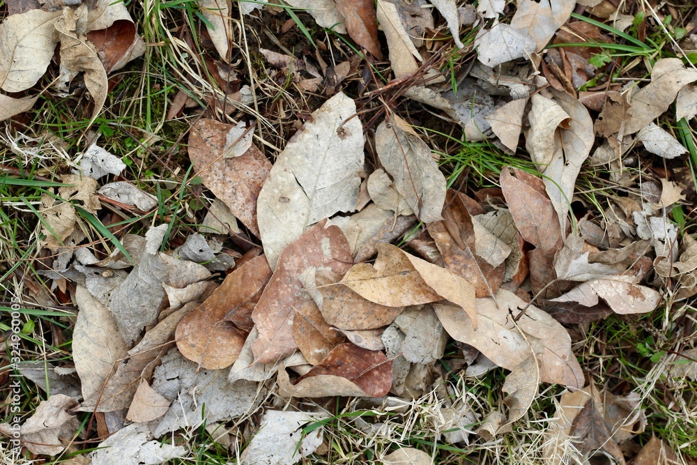 A close view of the brown autumn leaves on the ground. A close view of the brown autumn leaves on the ground.