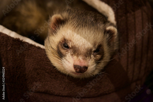 ferret portrait close up