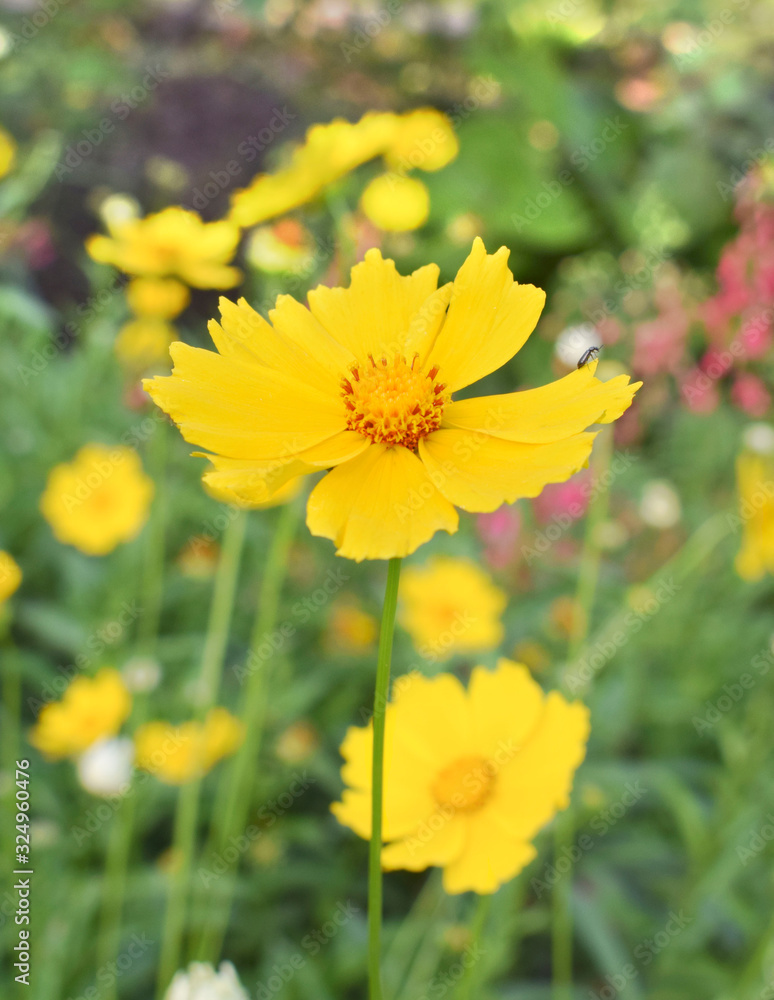 Beautiful yellow flowers of Lance-leaved coreopsis (Coreopsis lanceolata) in the garden. Beautiful yellow flowers of Lance-leaved coreopsis (Coreopsis lanceolata) in the garden.