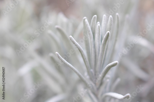 Grey branch of the lavender plant.Background, texture