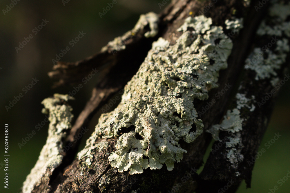 fungus on tree fungus on tree