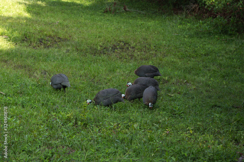 Guineafowl bird group eating grass