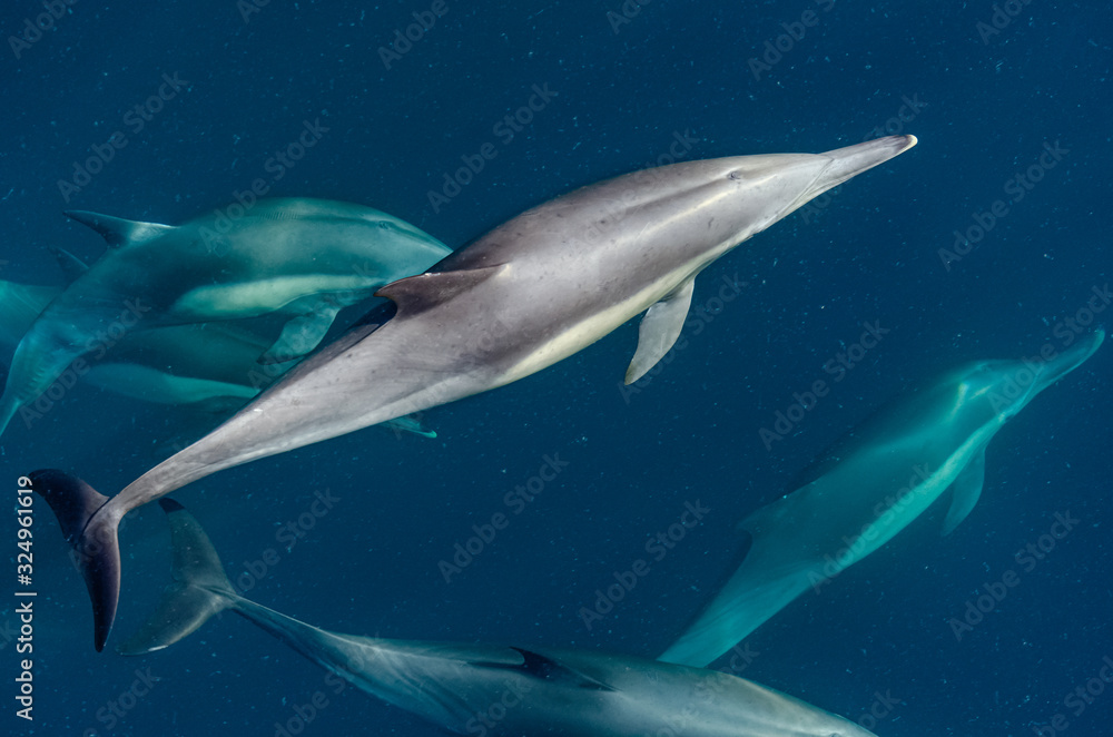Delfín Común