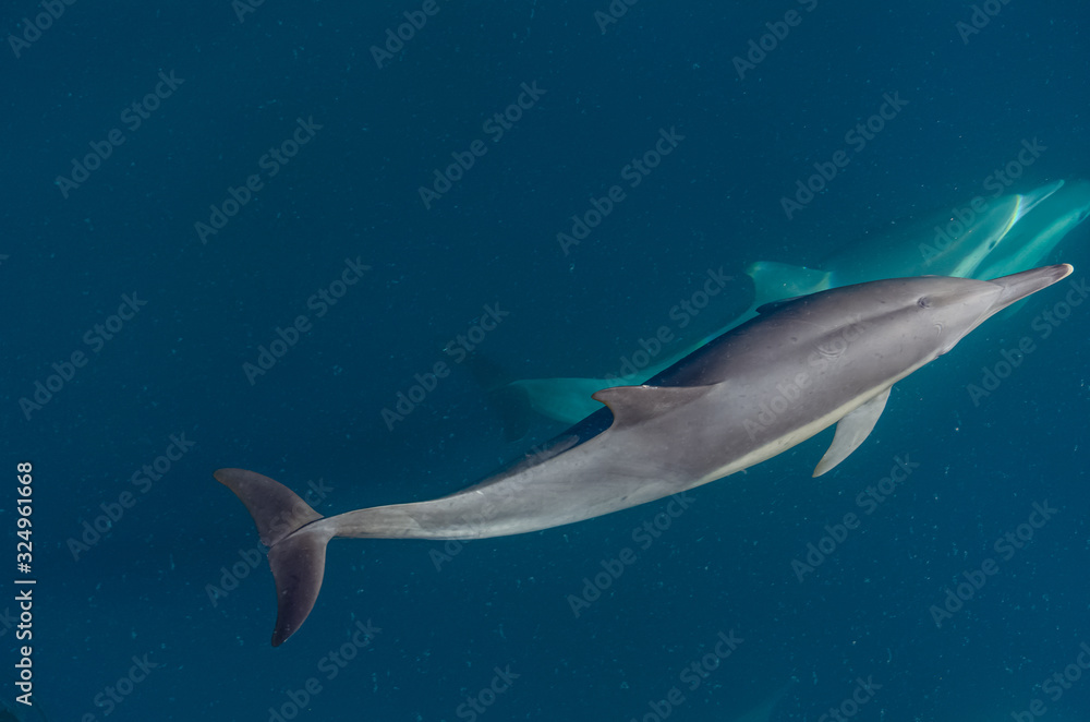 Fototapeta premium Delfín Común