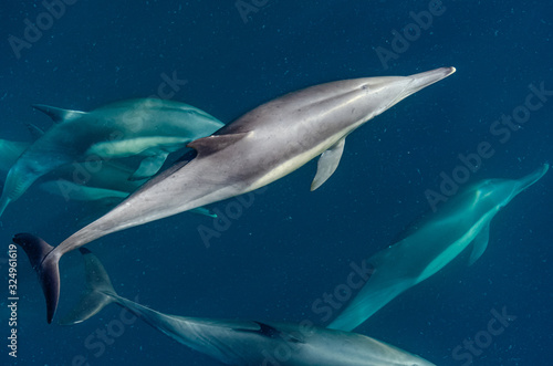 Delfín Común © Omar