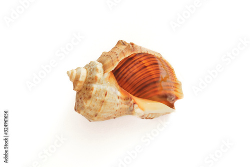 Empty sea whelk shell isolated on white background, with discreet shadow.