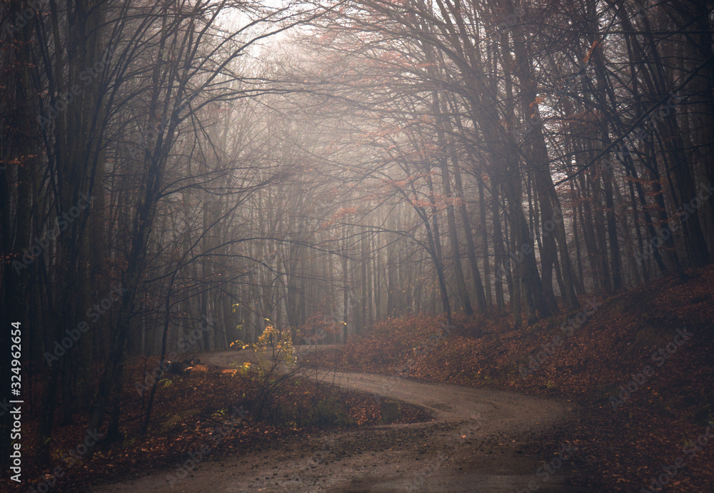 Obraz premium forest in fog