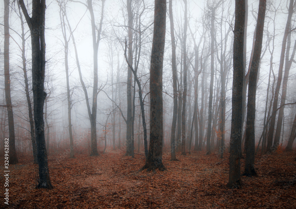 Fototapeta premium fog in the forest