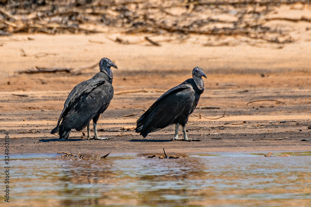 Obraz premium Two Black Vultures