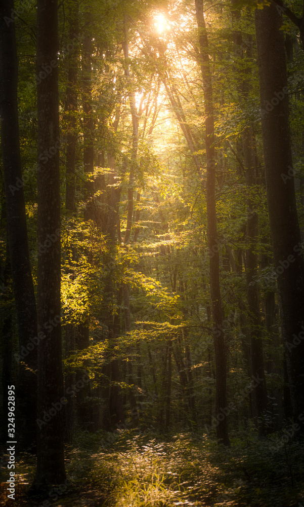 Fototapeta premium rays of sun in the forest