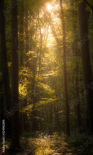 rays of sun in the forest © IoanBalasanu