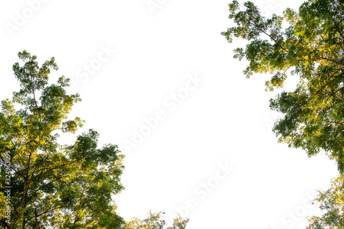 green leaves on white background © phumpatp
