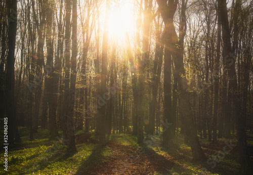 Fototapeta Naklejka Na Ścianę i Meble -  rays of sun in the forest