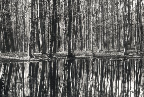Black and white forest