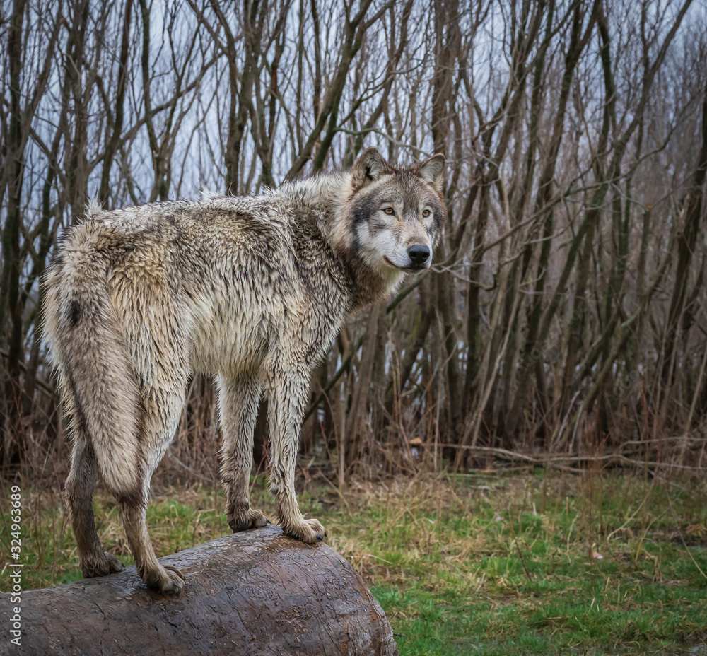 Obraz premium Single wolf photo in the Midwest